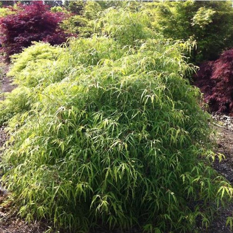 Fagus sylvatica Mercedes - Dwergbeuk (Groeiplaats)