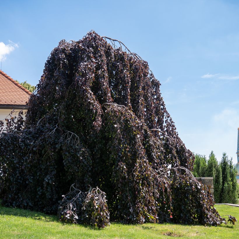 Fagus sylvatica Purple Fountain - Treur-koperbeuk (Groeiplaats)