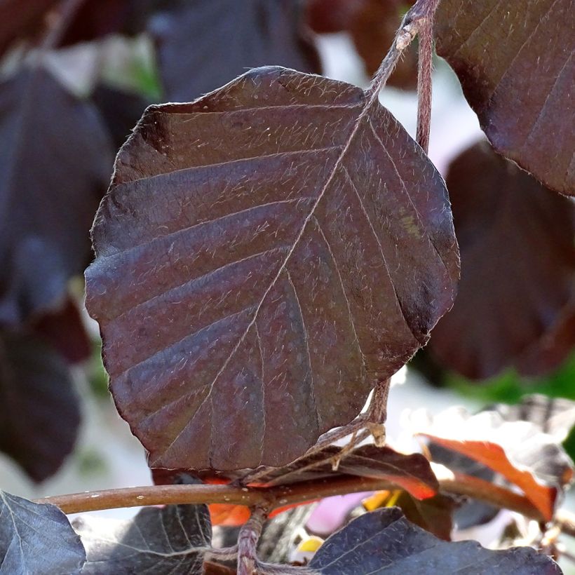 Fagus sylvatica Purple Fountain - Treur-koperbeuk (Foliage)