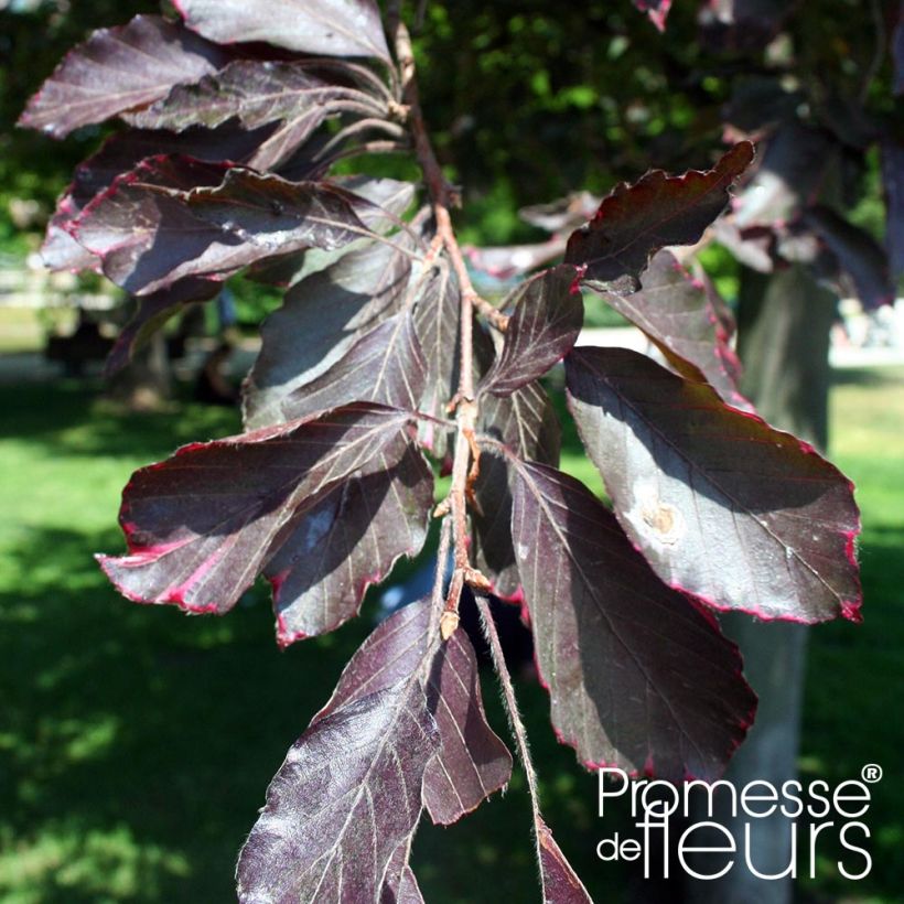 Fagus sylvatica Purpurea Pendula - Treur-koperbeuk (Foliage)
