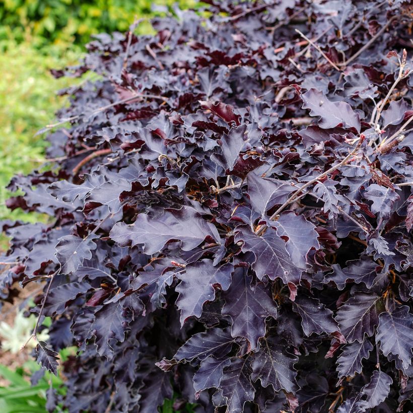 Fagus sylvatica Rohan Weeping - Treur-koperbeuk (Foliage)