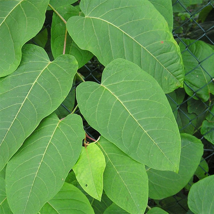 Fallopia sachalinensis - Sachalinse duizendknoop (Blad)