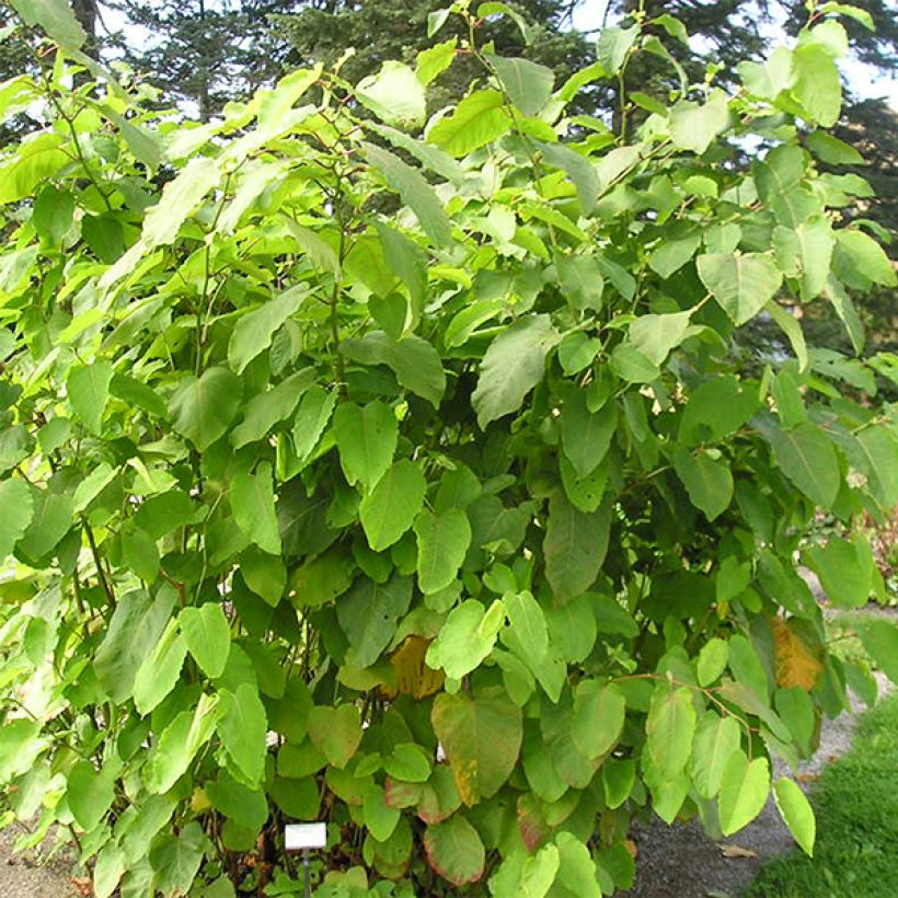 Fallopia sachalinensis - Sachalinse duizendknoop (Groeiplaats)