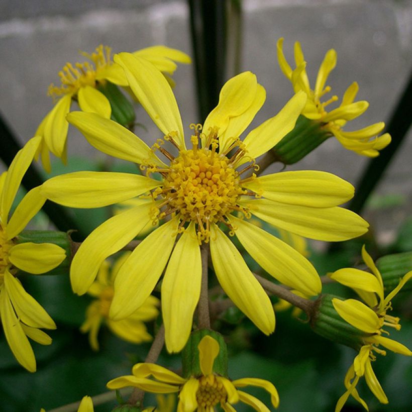 Farfugium japonicum - Luipaardplant (Flowering)