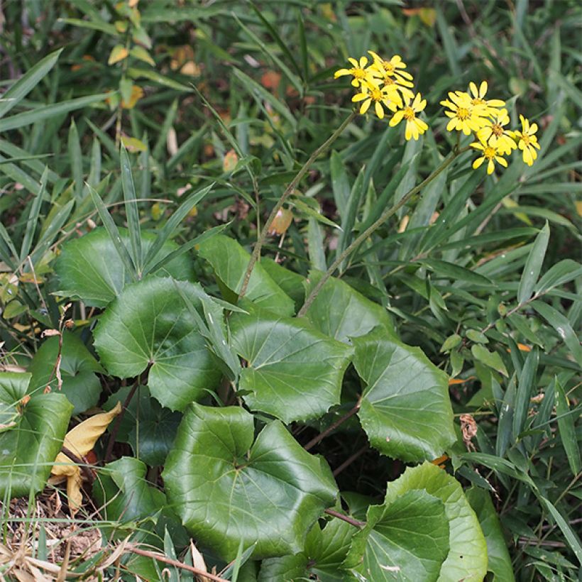 Farfugium japonicum - Luipaardplant (Plant habit)