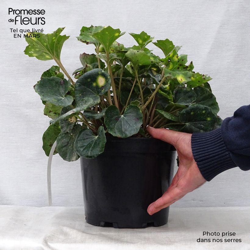 Exemplaar van Farfugium japonicum Aureomaculatum - Luipaardplant Pot van 3 l/4 l zoals geleverd in de lente