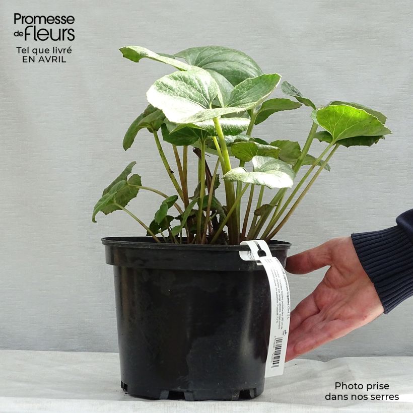 Exemplaar van Farfugium japonicum Crispata - Luipaardplant Pot van 4 l/5 l zoals geleverd in de lente