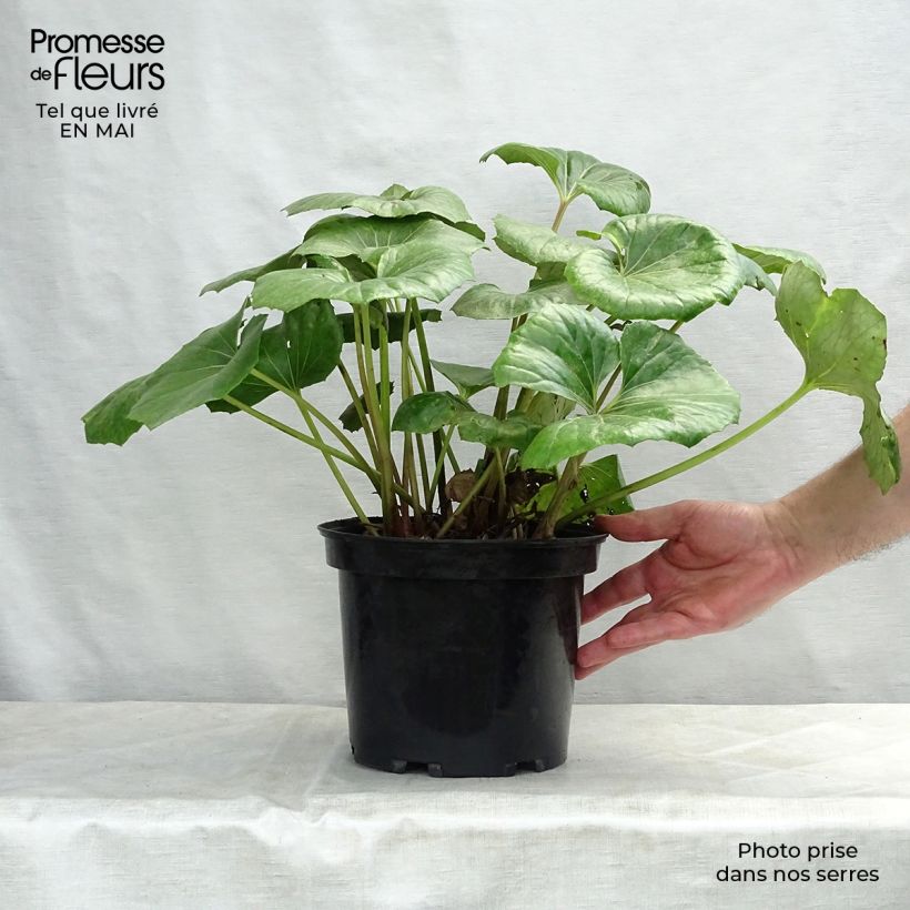 Exemplaar van Farfugium japonicum Gigantea - Luipaardplant Pot van 3 l/4 l zoals geleverd in de lente
