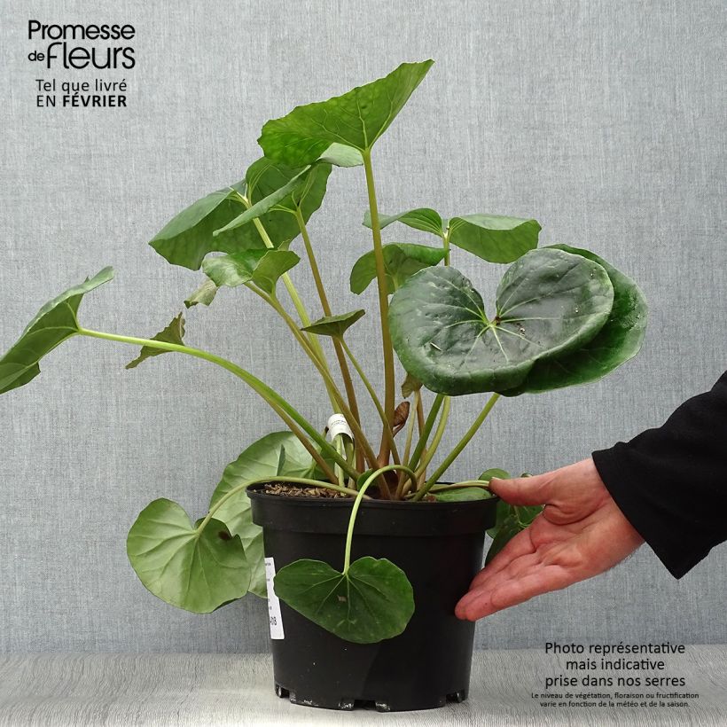 Example of Farfugium japonicum Gigantea - Luipaardplant Pot van 3 l/4 l as you get in hiver
