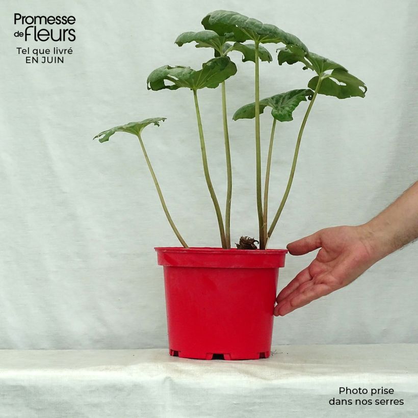 Exemplaar van Farfugium japonicum - Luipaardplant Pot van 3 l/4 l zoals geleverd in de zomer