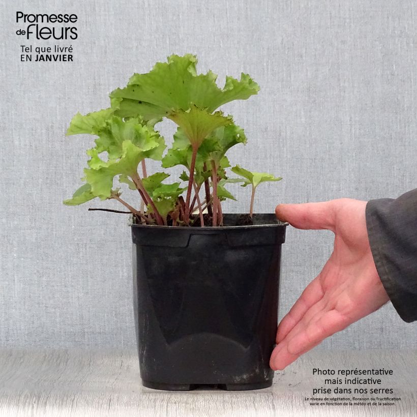 Example of Farfugium japonicum Wavy Gravy - Plante panthère Pot van 2 l/3 l as you get in hiver