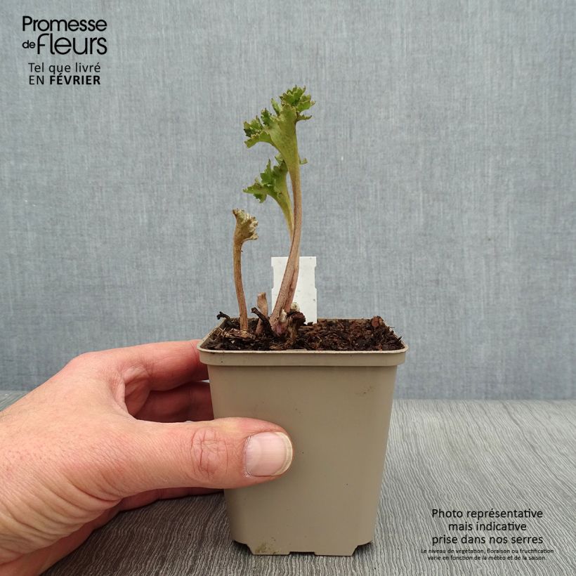 Example of Farfugium japonicum Wavy Gravy - Plante panthère Kweekpotje van 8/9 cm as you get in hiver