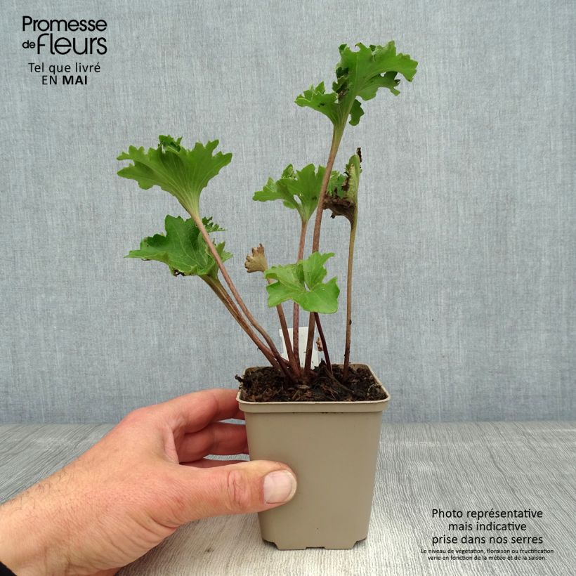 Exemplaar van Farfugium japonicum Wavy Gravy - Luipaardplant Kweekpotje van 8/9 cm zoals geleverd in de lente