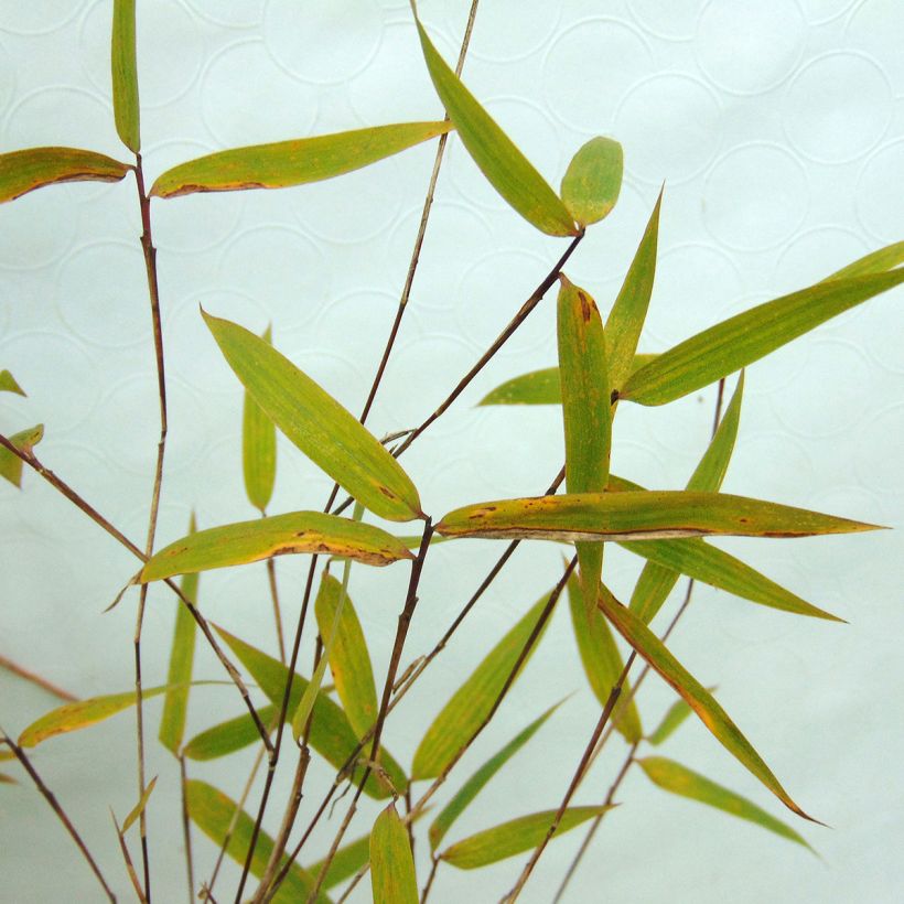 Fargesia Sichuan Green Dragon - Niet-woekerende bamboe (Foliage)