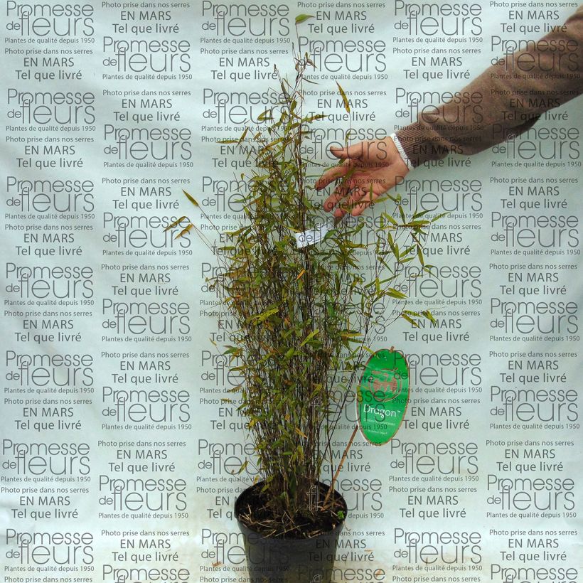 Example of Fargesia Green Dragon - Bambou non traçant. Pot van 2 l/3 l as you get