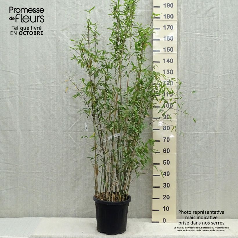 Exemplaar van Fargesia Viking - Niet-woekerende bamboe Pot van 12 l/15 l zoals geleverd in de lente