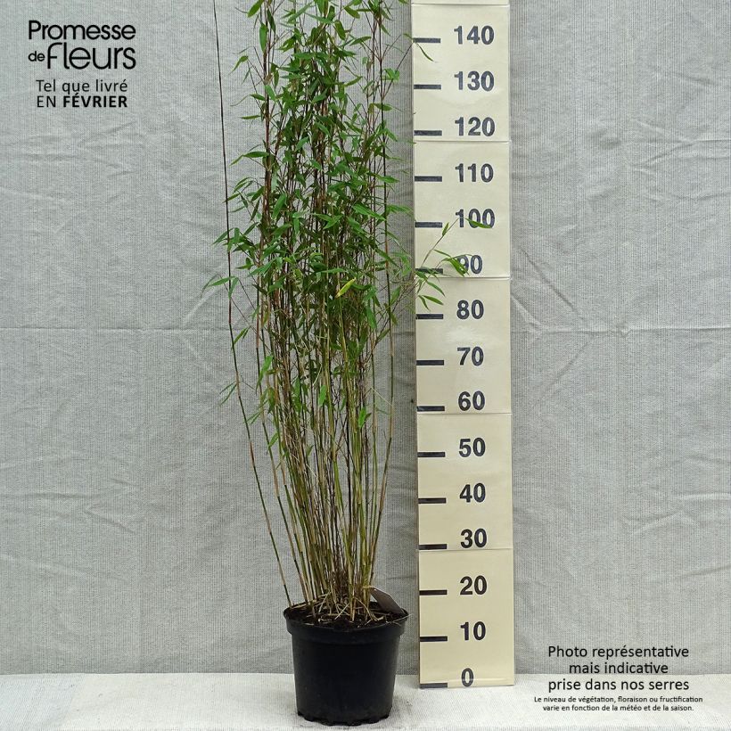 Example of Fargesia Winter Joy - Bambou non traçant Pot van 7,5 l/10 l as you get in hiver