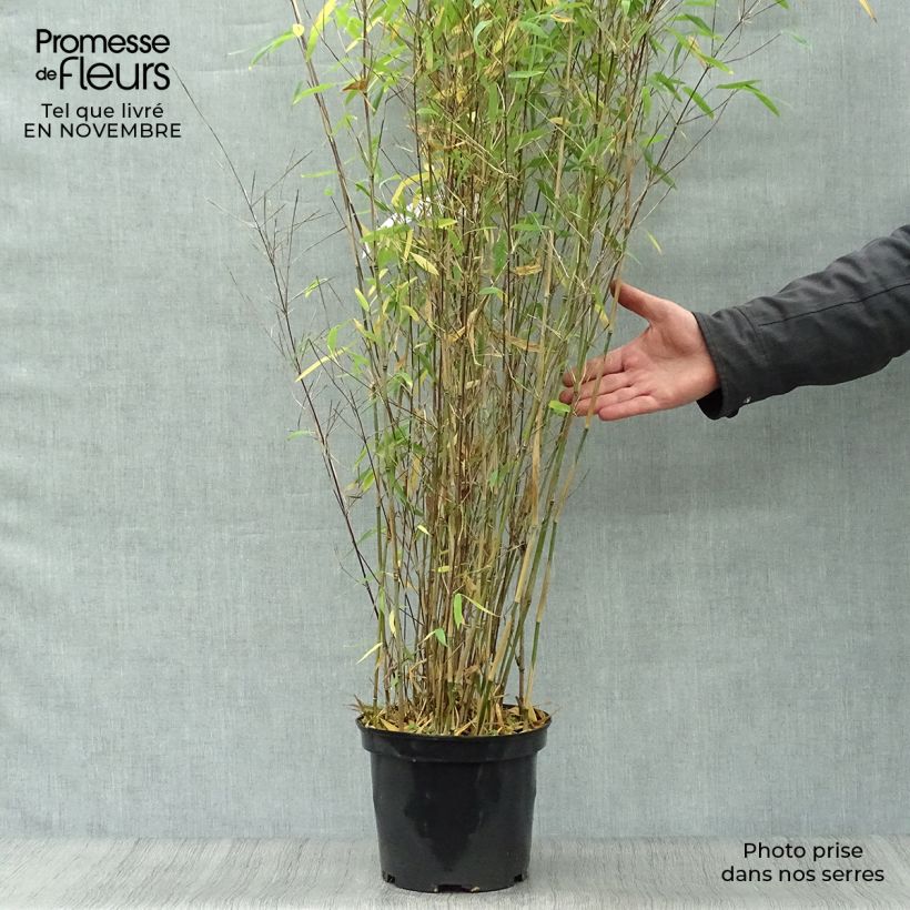 Exemplaar van Fargesia Winter Joy - Niet-woekerende bamboe Pot van 4 l/5 l zoals geleverd in de herfst