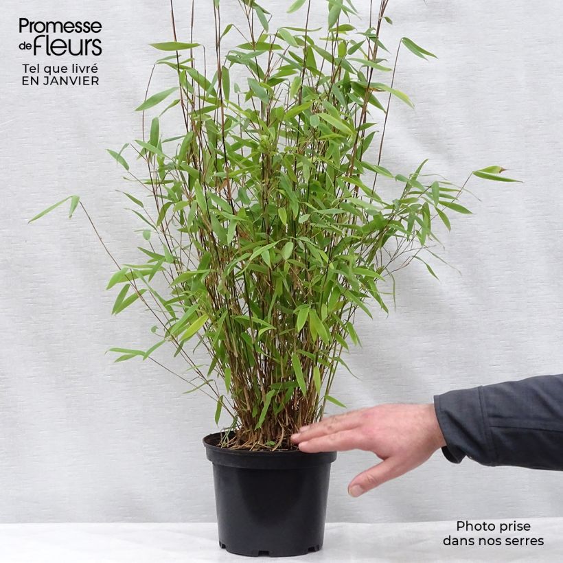 Example of Fargesia Winter Joy - Bambou non traçant Pot van 4 l/5 l as you get in hiver