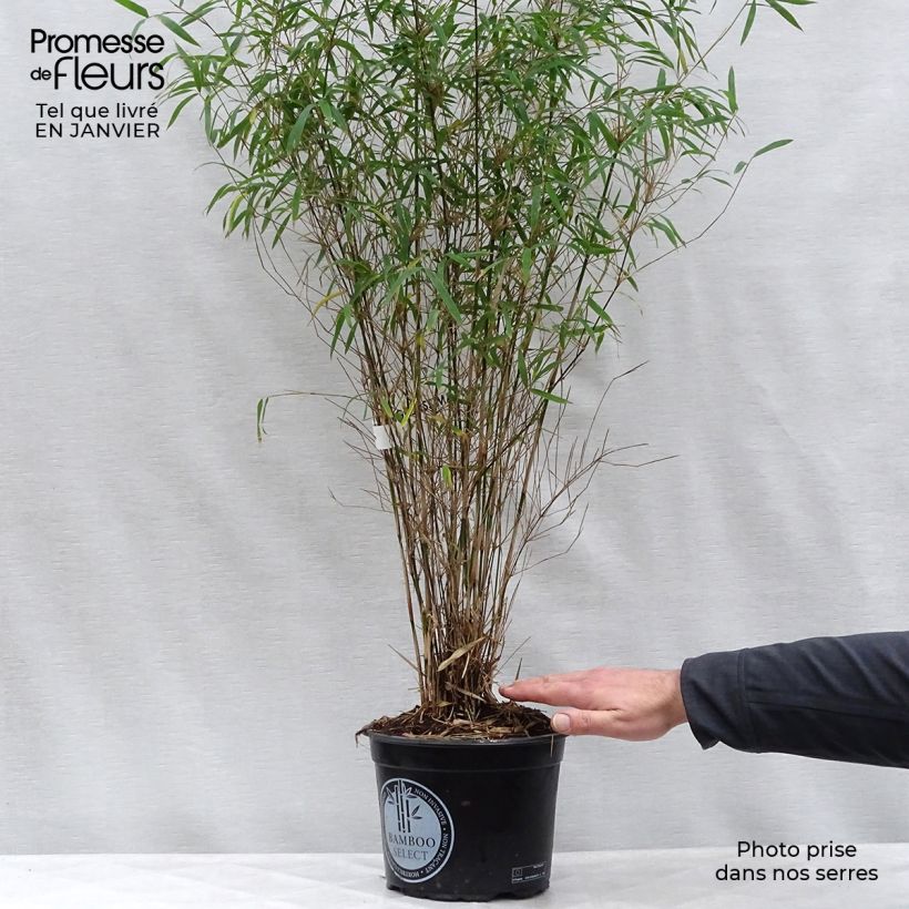 Example of Fargesia angustissima - Bambou non traçant Pot van 4 l/5 l as you get in hiver