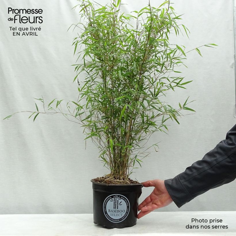 Exemplaar van Fargesia angustissima - Niet-woekerende bamboe Pot van 4 l/5 l zoals geleverd in de lente