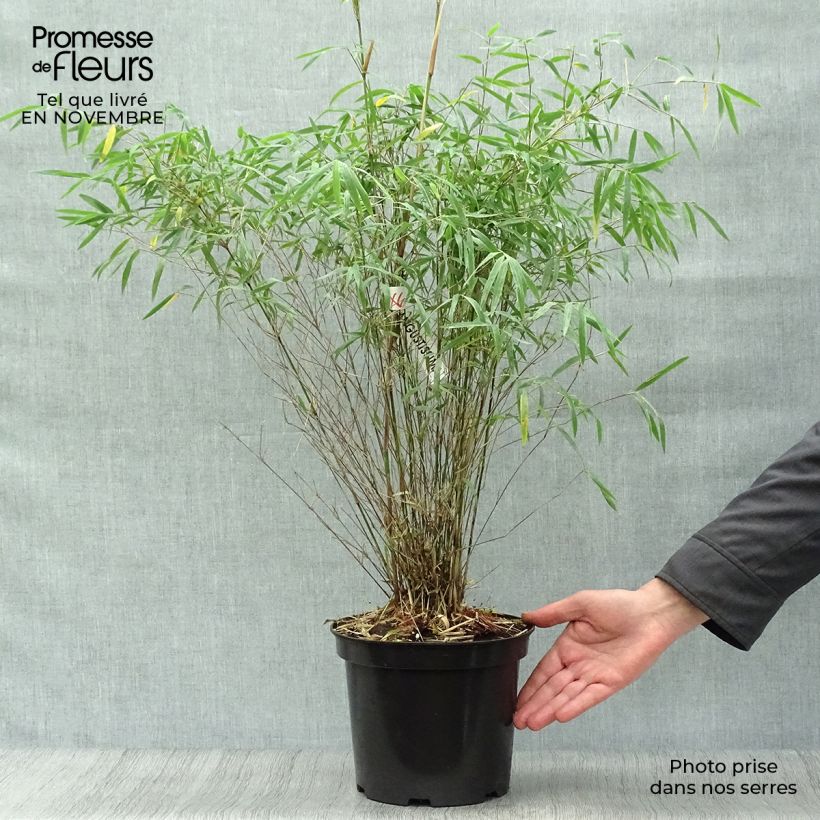 Exemplaar van Fargesia angustissima - Niet-woekerende bamboe Pot van 4 l/5 l zoals geleverd in de herfst