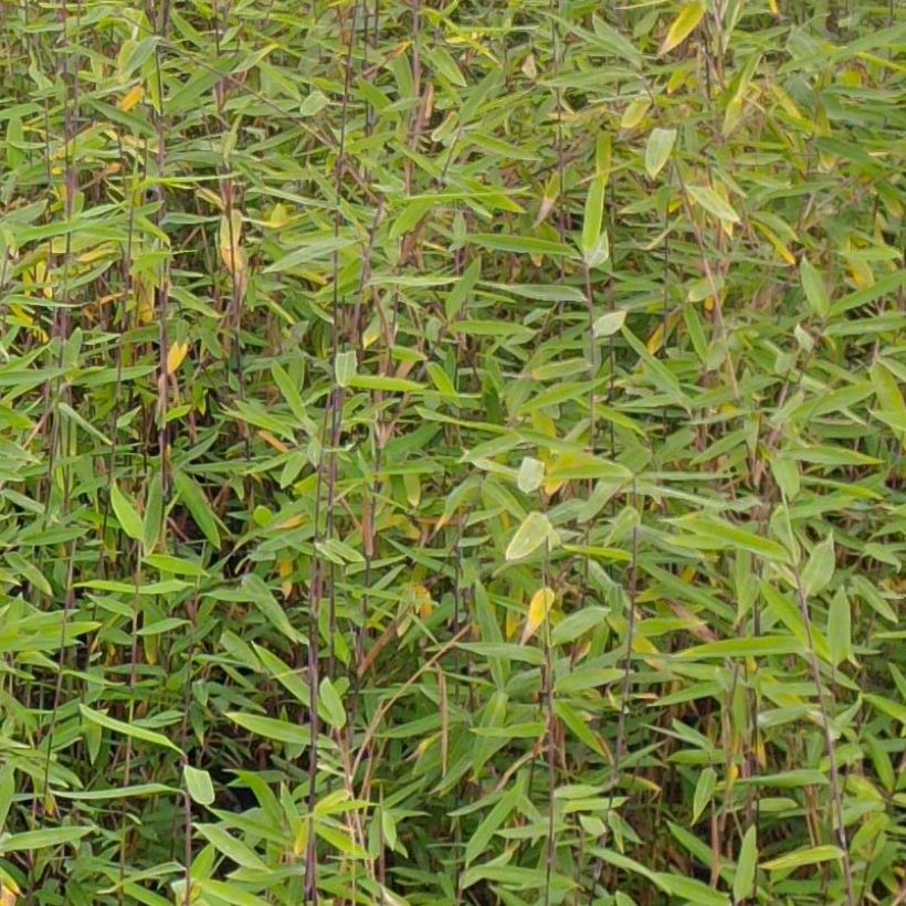 Fargesia demissa Gerry - Niet-woekerende bamboe (Foliage)