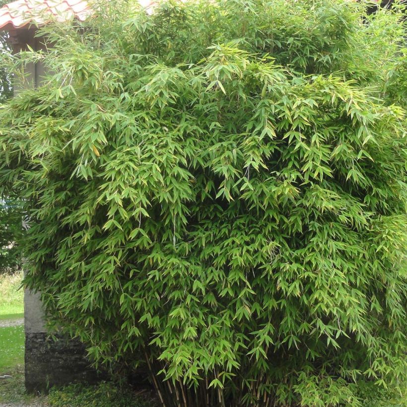 Fargesia murielae Dino - Niet-woekerende bamboe (Plant habit)