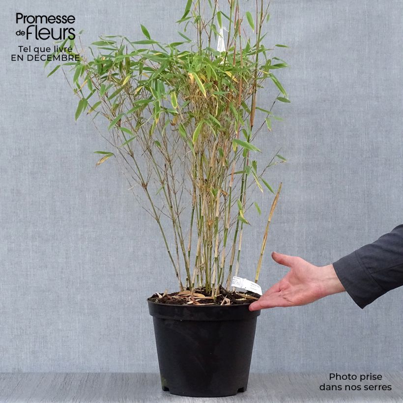 Example of Fargesia murielae Dino - Niet-woekerende bamboe Pot van 7,5 l/10 l as you get in hiver
