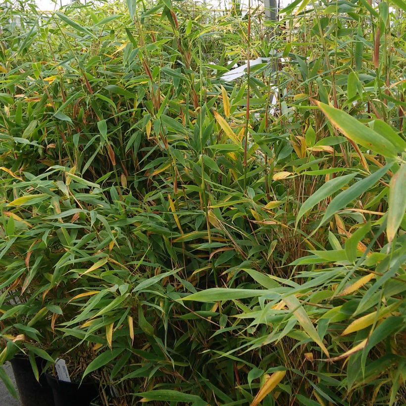 Fargesia murielae Panda - Niet-woekerende bamboe (Plant habit)