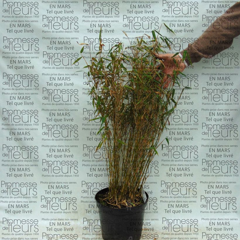 Example of Fargesia murielae Panda - Bambou non traçant Pot van 2 l/3 l as you get