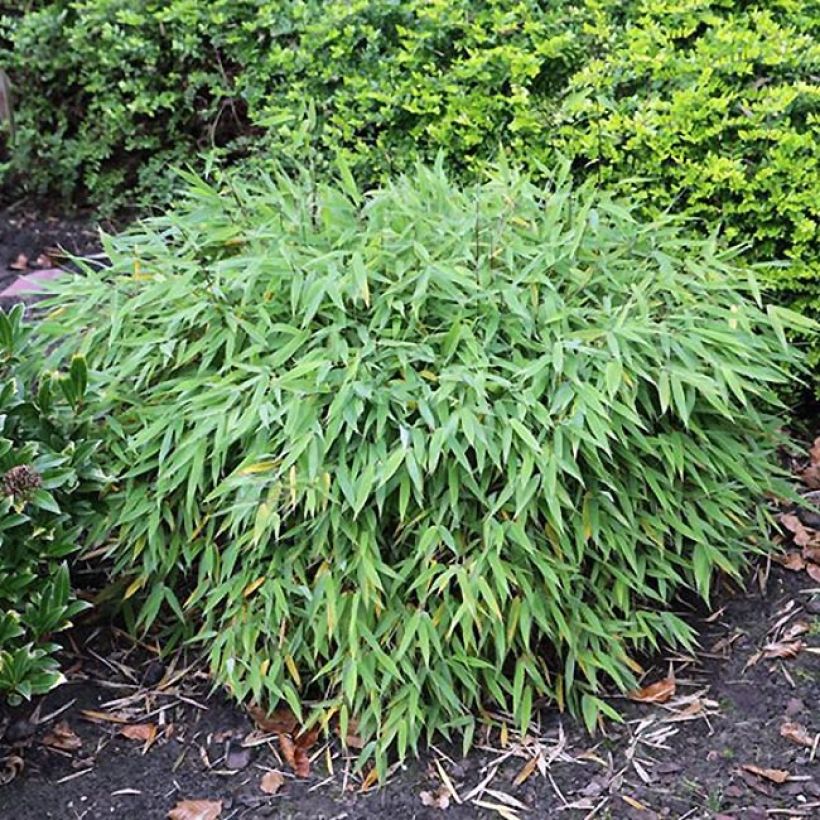 Fargesia murieliae Elias - Niet-woekerende bamboe (Plant habit)