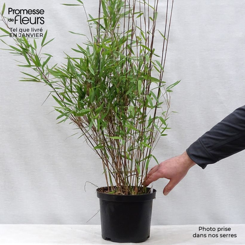 Example of Fargesia nitida Black Pearl - Bambou non traçant  Pot van 4 l/5 l as you get in hiver