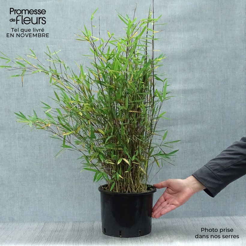 Exemplaar van Fargesia nitida Black Pearl - Niet-woekerende bamboe Pot van 4 l/5 l zoals geleverd in de herfst