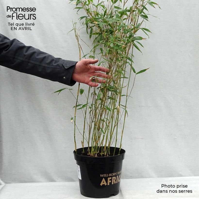 Exemplaar van Fargesia nitida Great Wall - Niet-woekerende bamboe Pot van 7,5 l/10 l zoals geleverd in de lente