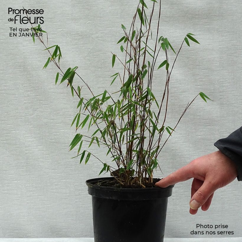 Example of Fargesia nitida Jiu - Bambou non traçant Pot van 2 l/3 l as you get in hiver