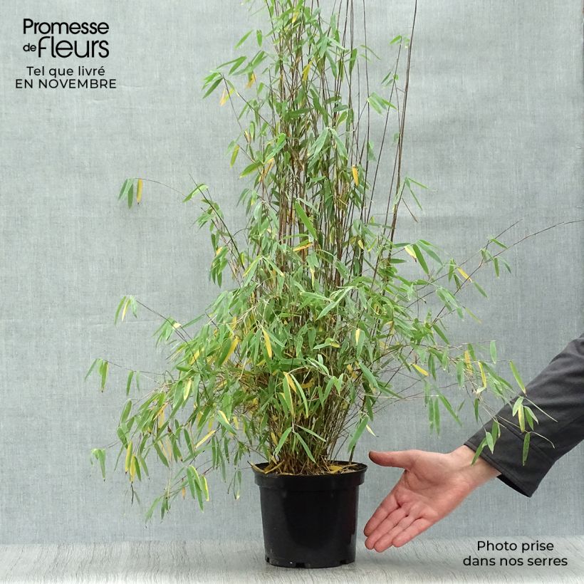 Exemplaar van Fargesia nitida Jiu - Niet-woekerende bamboe Pot van 2 l/3 l zoals geleverd in de herfst