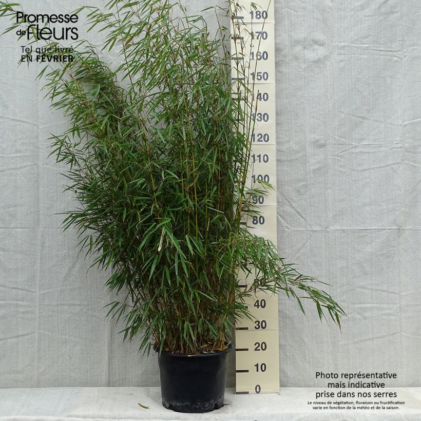 Example of Fargesia nitida Jiu - Bambou non traçant Pot van 7,5 l/10 l as you get in hiver