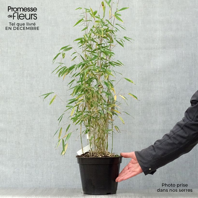 Example of Fargesia nitida Obelisk - Niet-woekerende bamboe Pot van 4 l/5 l as you get in hiver