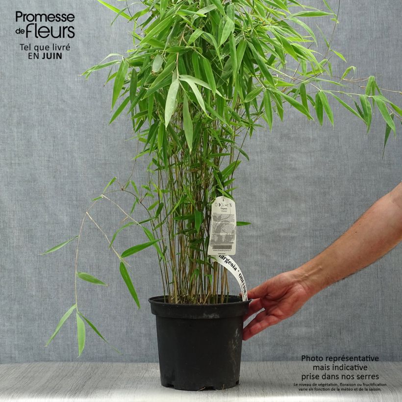 Exemplaar van Fargesia nitida Obelisk - Niet-woekerende bamboe Pot van 4 l/5 l zoals geleverd in de zomer