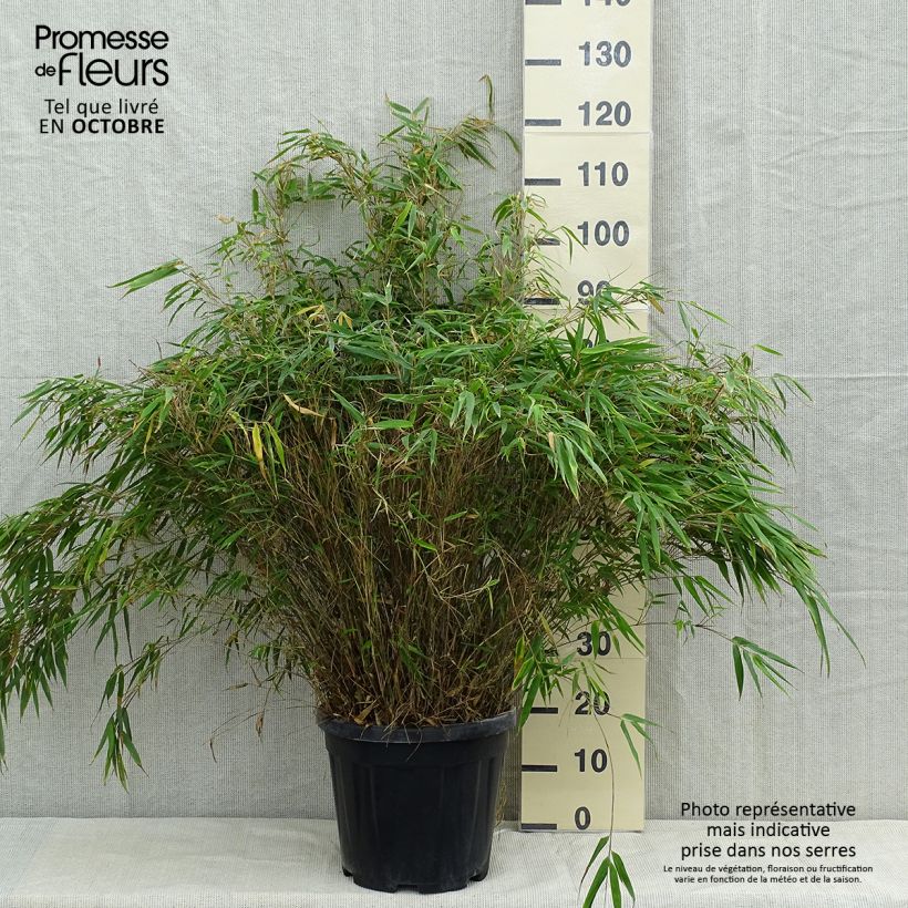 Exemplaar van Fargesia robusta - Niet-woekerende bamboe Pot van 18 l/20 l zoals geleverd in de herfst
