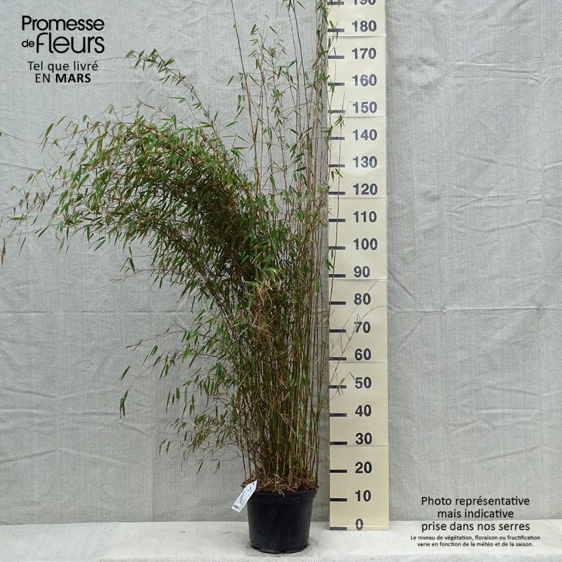 Example of Fargesia robusta - Bambou non traçant Pot van 18 l/20 l as you get in hiver