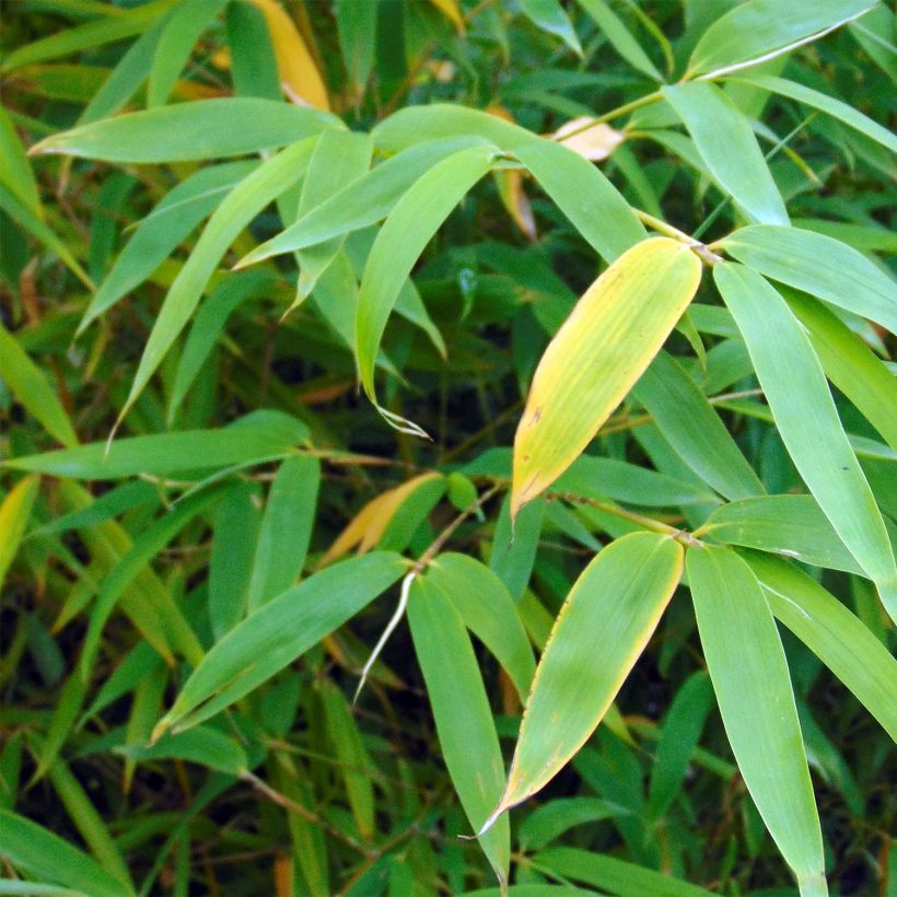 Fargesia robusta Campbell - Schuttingbamboe (Foliage)