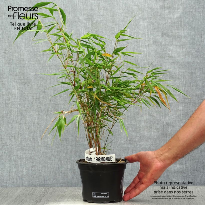 Exemplaar van Fargesia robusta Formidable - Niet-woekerende bamboe Pot van 1,5 l/2 l zoals geleverd in de zomer