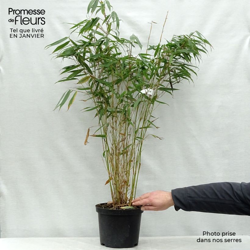 Example of Fargesia robusta Pingwu - Schuttingbamboe Pot van 4 l/5 l as you get in hiver