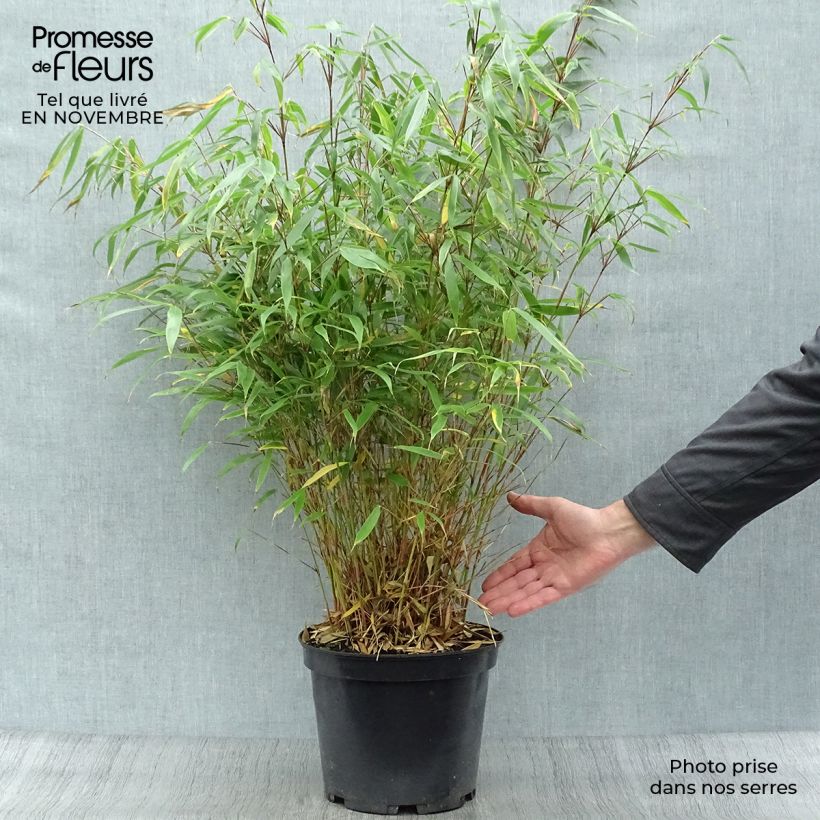 Exemplaar van Fargesia robusta Pingwu - Niet-woekerende bamboe Pot van 7,5 l/10 l zoals geleverd in de herfst