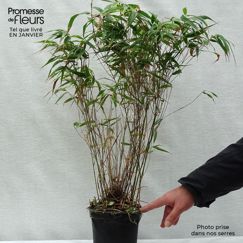 Example of Fargesia robusta Wenchuan - Bambou non traçant Pot van 2 l/3 l as you get in hiver