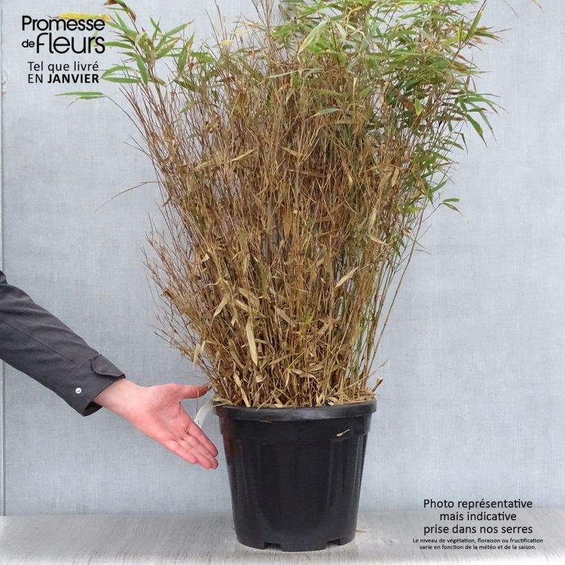 Example of Fargesia robusta Wenchuan - Bambou non traçant Pot van 12 l/15 l as you get in hiver