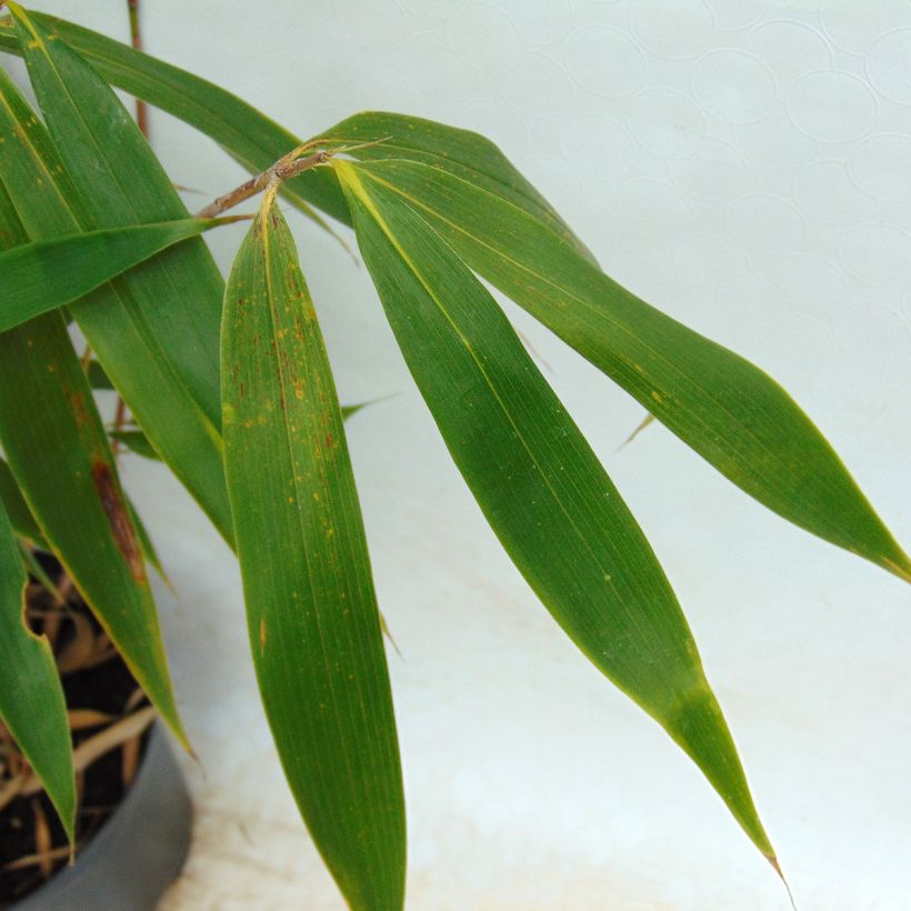 Fargesia robusta Wolong - Schuttingbamboe (Foliage)
