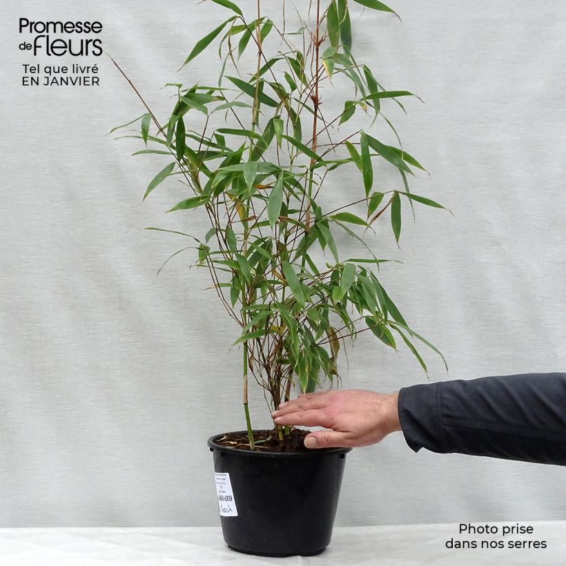 Example of Fargesia robusta Wolong - Bambou non traçant Pot van 4 l/5 l as you get in hiver